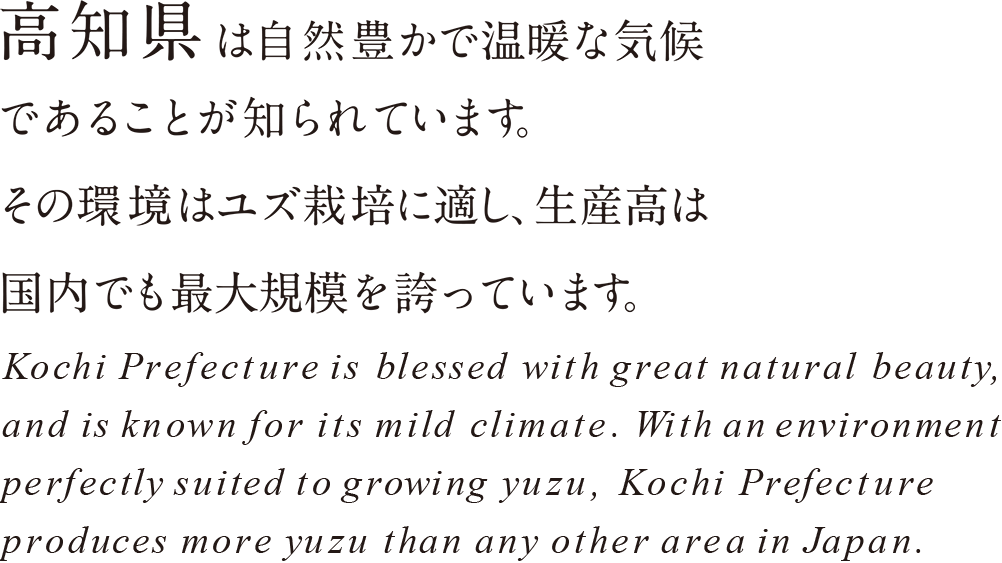 高知県は自然豊かで温暖な気候であることが知られています。その環境はユズ栽培に適し、生産高は国内でも最大規模を誇っています。
